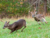 Great Smokey Mountain Nat'l Park, Cades Cove TN