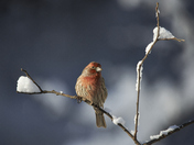 House Finch