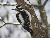 Hairy Woodpecker