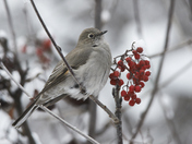 Townsend Solitaire