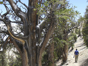 Ancient Bristlecone Pine Forest