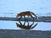 US Fish & Wildlife Kodiak National Wildlife Refuge
