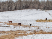 Horses in Winter