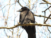 Raven taking rest on a tree branch 