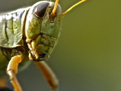 Grasshopper on Green