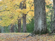 "Autumn Starting to Show"