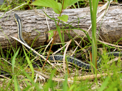 Couleuvre - Grass snake