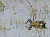 Blue-winged Teal