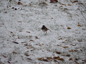 Enjoying first snowfall 