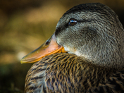 Can you see the kayaker ?