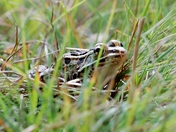 Leopard Frog
