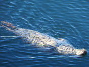 Harbour Seal showing off