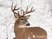 White-tailed buck