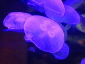 Jellies