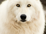 Arctic Wolf