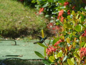 Humming Bird