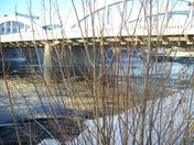 Tree Branches in The Moira river Belleville
