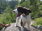 Springer Spaniel 