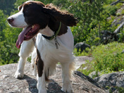 Out for a summer hike