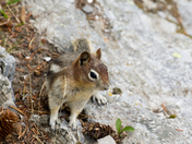Golden-mantled Ground Squirrel
