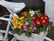 Bicycle Recycle - Planter