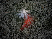 Fish in half-frozen pond