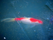 'Hiding' beneath the icy layer