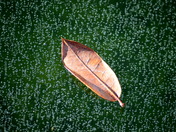 Leaf sits on an icy surface