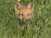 Be Vewy Vewy Quiet... Hunting Wabbits