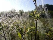 Spider Webs