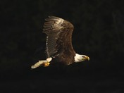 Cruising for a Snack