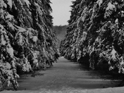 Walking in a Winter Wonderland.