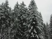 Vancouver Island Snow