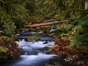 Along the Upper Goldstream Trail