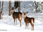Deer 