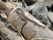Northern Watersnake