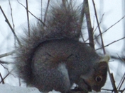 "Requires Fingers, Toes, and Teeth"