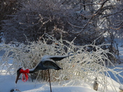 Ice sculptures on our bushes around our pond: Ice storm GTA 2013