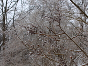 Ice coated Lilac branches: Ice storm GTA 2013