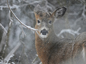 Winter White-tail