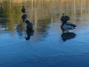 Refection of Ducks on Ice