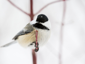 White Spot The Chickadee