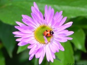 Ladybug