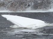 Iceberg on the Moira river Belleville