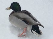 Mallard Duck