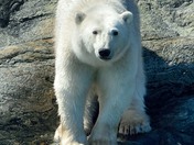 Polar Bear