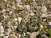Killdeer Nest