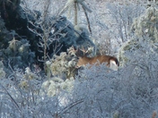 Buck in field of ice