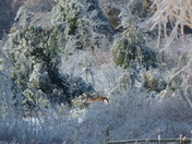 Buck in field of ice