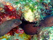 Moray eels